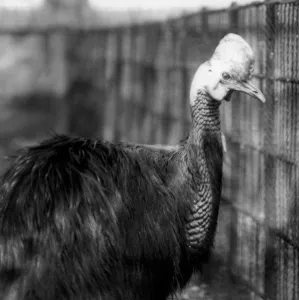 A Southern Cassowary at London Zoo in June 1925 (b/w photo) A Southern Cassowary at London Zoo in June 1925 (b/w photo)