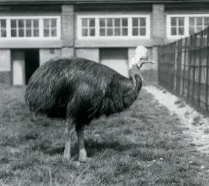 A Southern Cassowary at London Zoo in June 1925 (b/w photo) A Southern Cassowary at London Zoo in June 1925 (b/w photo)