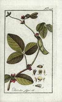 Soybeans or yellow soya (Glycine max), 1796, J. Zorn. Art