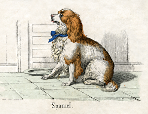 Spaniel, from The Natural History of Animals, 1859 (hand-coloured engraving) Spaniel, from The Natural History of Animals, 1859 (hand-coloured engraving)