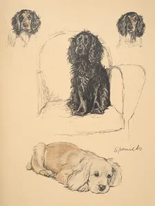 Spaniels, 1930, Illustrations from his Sketch Book used for Just Among Friends Spaniels, 1930, Illustrations from his Sketch Book used for Just Among Friends