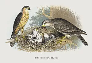 The Sparrow-Hawk (chromolitho)