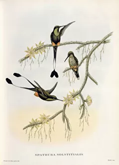 Didelphidae Gallery: Peruanus