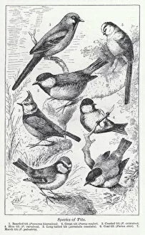 Crested Tit Collection: Species of tits (litho)
