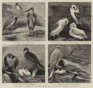 Specimens from Mr Booth's Museum of British Birds, Brighton (engraving) Specimens from Mr Booth's Museum of British Birds, Brighton (engraving)