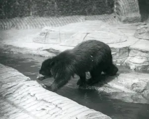 A Spectacled or Andean Bear crosses a stream within its enclosure at London Zoo A Spectacled or Andean Bear crosses a stream within its enclosure at London Zoo