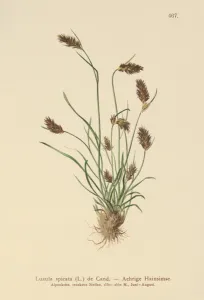 Spiked Woodrush (Luzula spicata) (colour litho) Spiked Woodrush (Luzula spicata) (colour litho)