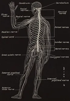 Central Nervous System Gallery: Spinal Cord and Spinal Nerves (litho)