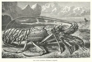 The Spiny Lobster, Palinurus vulgaris (engraving) The Spiny Lobster, Palinurus vulgaris (engraving)
