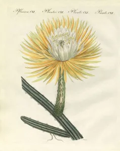 The splendid large-flowered torch thistle (coloured engraving) The splendid large-flowered torch thistle (coloured engraving)