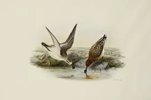 Spoonbill (Spoon-billed) Sandpiper, (pencil and watercolour) Spoonbill (Spoon-billed) Sandpiper, (pencil and watercolour)