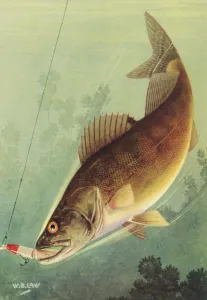 Sport Fishing: Walleye Striking a Lure, 1950 (colour litho) Sport Fishing: Walleye Striking a Lure, 1950 (colour litho)