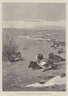 Mud Flats Gallery: Sporting Subjects, Wildfowl on the Mud Flats (litho)