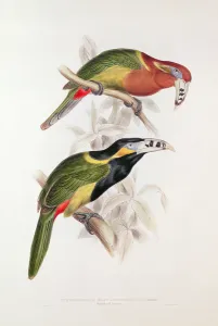 Spotted Bill Aracari, 19th century (colour lithograph) Spotted Bill Aracari, 19th century (colour lithograph)
