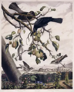 Spotted Fly Catcher (Male and Female), Black Bird (Male and Female) and Spotted Fly Catcher (Young), c Spotted Fly Catcher (Male and Female), Black Bird (Male and Female) and Spotted Fly Catcher (Young), c