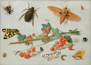 A sprig of redcurrants with an elephant hawk moth, a magpie moth and other insects A sprig of redcurrants with an elephant hawk moth, a magpie moth and other insects