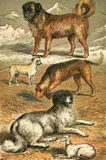 St Bernard Gallery: St Bernard, Bulldog, Bloodhound, Newfoundland and Italian Greyhound