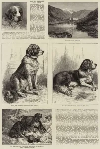 St Bernard Gallery: The St Bernard Dog Show (engraving)
