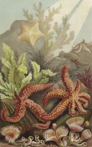 Stachelhauter, Im Vordergrunde Serpeln (chromolitho) Stachelhauter, Im Vordergrunde Serpeln (chromolitho)