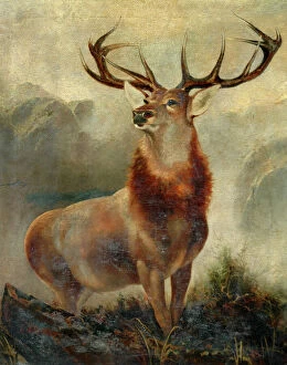 Solitary Gallery: Stag At Bay (oil on canvas)