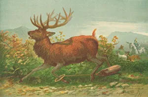 Stag hunting in the time of Xenophon (colour litho) Stag hunting in the time of Xenophon (colour litho)