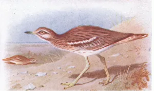 Stone Curlew, from Birds of the British Isles and Their Eggs published by Frederick Warne Stone Curlew, from Birds of the British Isles and Their Eggs published by Frederick Warne