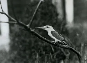 Stork-billed kingfisher resting on a branch, this subspecies is from the Sulu Archipelago Stork-billed kingfisher resting on a branch, this subspecies is from the Sulu Archipelago