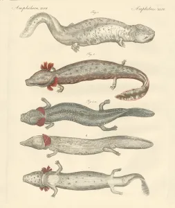 Strange amphibians (coloured engraving) Strange amphibians (coloured engraving)
