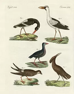 Strange marsh-birds (coloured engraving)