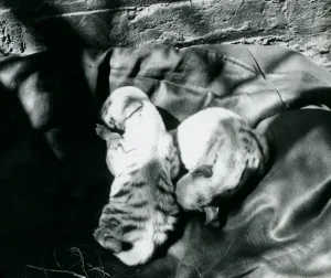 Two Striped Hyaena cubs at London Zoo, c.1914 (b/w photo) Two Striped Hyaena cubs at London Zoo, c.1914 (b/w photo)