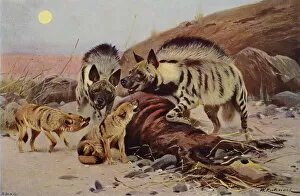 Striped Hyaena and Jackal (colour litho)