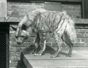 A Striped Hyaena standing on a platform in its enclosure at London Zoo A Striped Hyaena standing on a platform in its enclosure at London Zoo