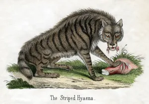 Striped Hyena, from The Natural History of Animals, 1859 (hand-coloured engraving) Striped Hyena, from The Natural History of Animals, 1859 (hand-coloured engraving)