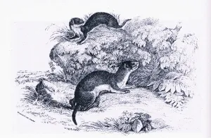 Studies of Badgers, Nature in Britain published by Collins, 1946 (litho) Studies of Badgers, Nature in Britain published by Collins, 1946 (litho)