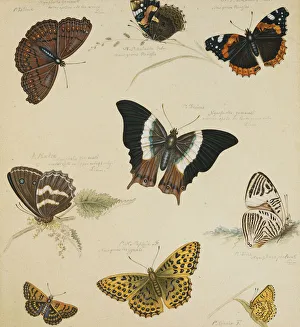 Studies of Butterflies and Insects, (pencil, pen and ink with touches of white Studies of Butterflies and Insects, (pencil, pen and ink with touches of white
