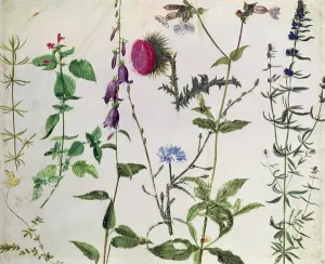 Eight Studies of Wild Flowers (w/c on paper) Eight Studies of Wild Flowers (w/c on paper)
