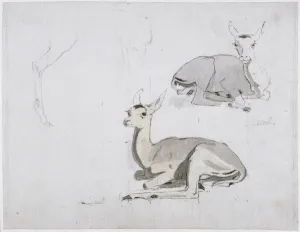 Studies of young Pallah Deer Resting, c.1802 (w/c & graphite on paper) Studies of young Pallah Deer Resting, c.1802 (w/c & graphite on paper)