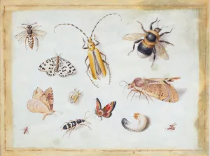 A Study of Butterflies and other Insects (gouache on vellum) A Study of Butterflies and other Insects (gouache on vellum)