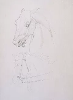 Sir Edward Coley Burne Jones Gallery: Study of a horse's head (pencil on paper)