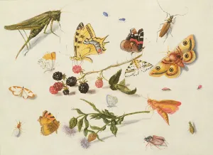 Study of Insects, Flowers and Fruits, 17th century Study of Insects, Flowers and Fruits, 17th century