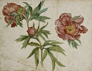 A Study of Paeonies (bodycolour on light brown paper) A Study of Paeonies (bodycolour on light brown paper)