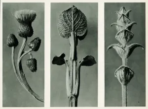 Study of three species of plant. 1929 (photogravure) Study of three species of plant. 1929 (photogravure)