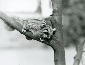 A Sugar Glider on a branch with her baby on her back, London Zoo, 1929 (b/w photo) A Sugar Glider on a branch with her baby on her back, London Zoo, 1929 (b/w photo)