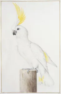 Sulphur-crested Cockatoo (Cacatua galerita), (black chalk, brush, ink, watercolour Sulphur-crested Cockatoo (Cacatua galerita), (black chalk, brush, ink, watercolour