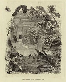 Summer-in-Winter at the Jardin des Plantes (engraving)