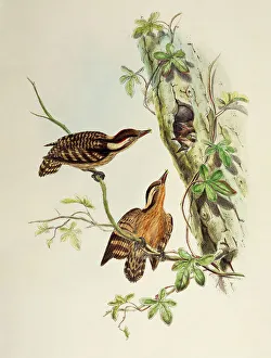 Sunda Woodpecker (Dendrocopos moluccensis), lithograph from Birds of Asia, 1863-1873 Sunda Woodpecker (Dendrocopos moluccensis), lithograph from Birds of Asia, 1863-1873