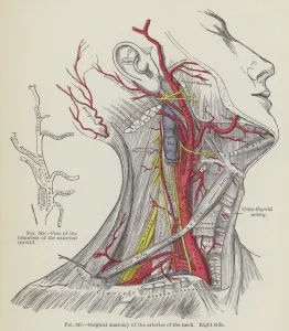 Surgical anatomy of the arteries of the neck, right side (engraving) Surgical anatomy of the arteries of the neck, right side (engraving)