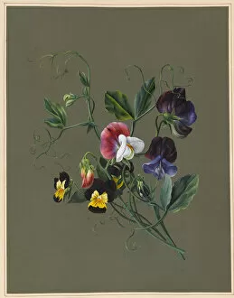 Images Dated 17th September 2012: Sweet Peas (Quitro) and Violas, 1830 (w / c & bodycolour on paper with a prepared ground)