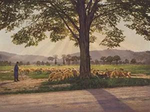Switzerland: Evening on the Pasture (colour photo) Switzerland: Evening on the Pasture (colour photo)