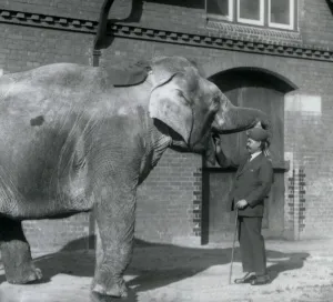 Syed Ali training Indiarani in front of the Elephant House, London Zoo Syed Ali training Indiarani in front of the Elephant House, London Zoo